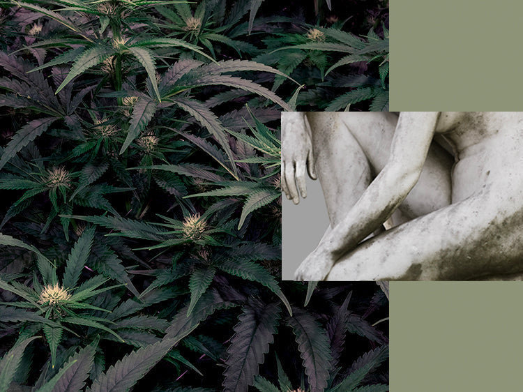 THC and Your Body