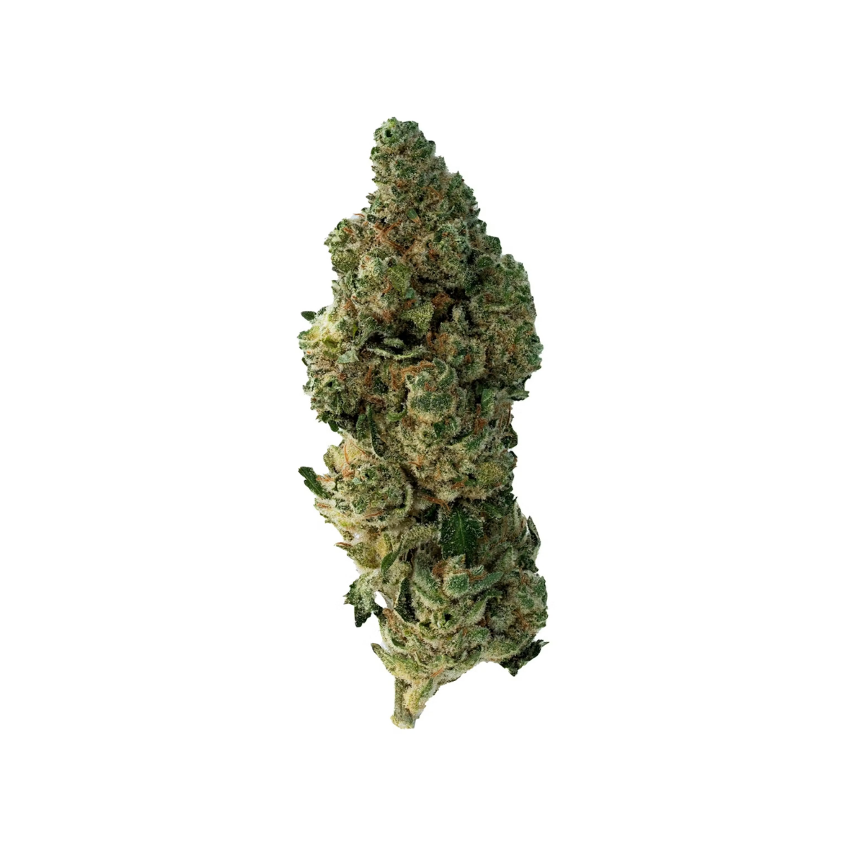 A close up of a long green and orange cannabis bud