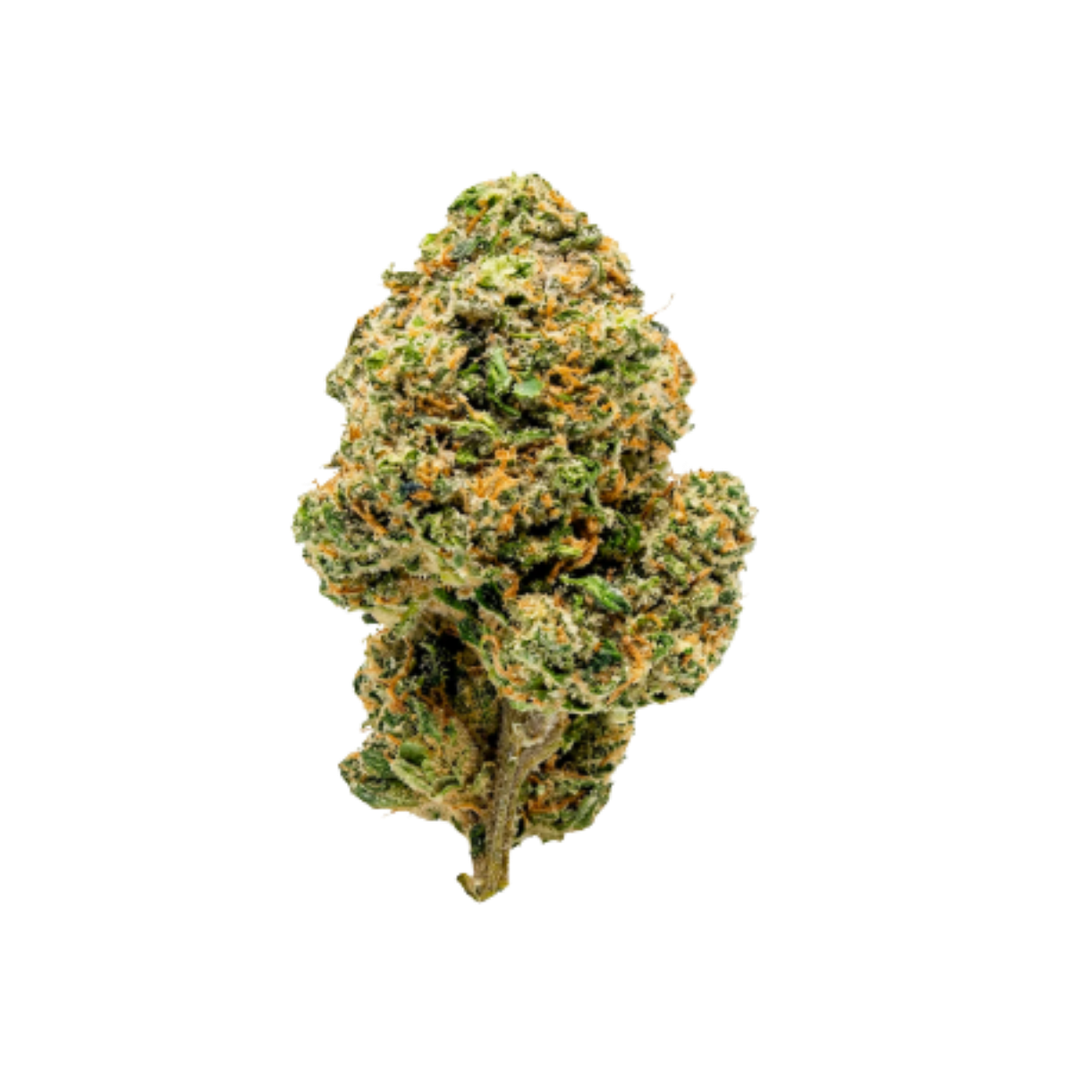 Seeker Za Za Plaza Flower 7g