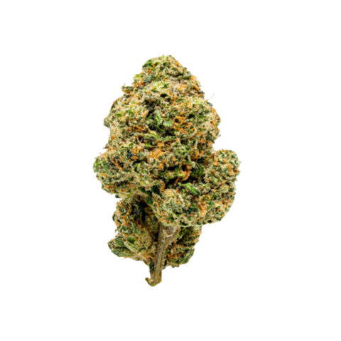 Seeker Za Za Plaza Flower 28g